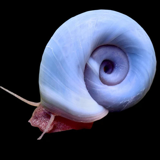 Ramshorn Snail – Blue