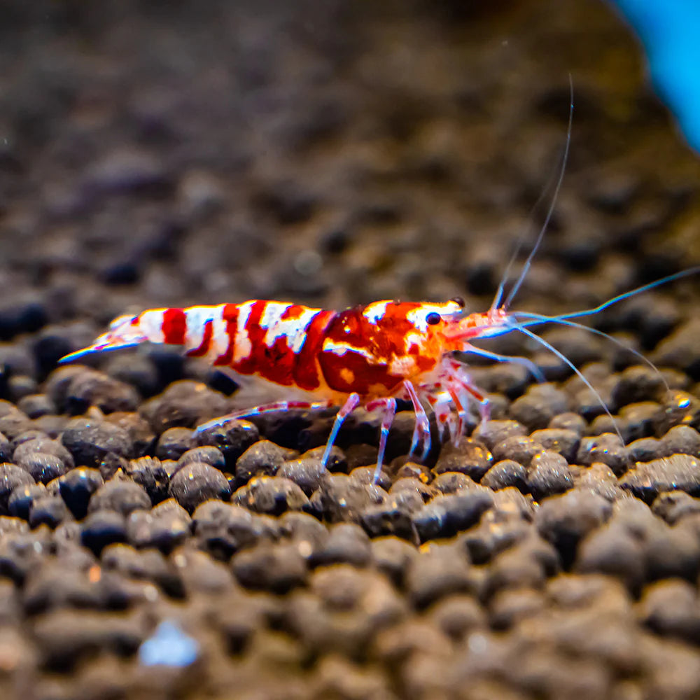 Red Fancy Tiger Shrimp