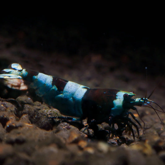 Shadow Panda Shrimp