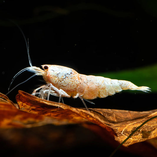 Snow White Shrimp