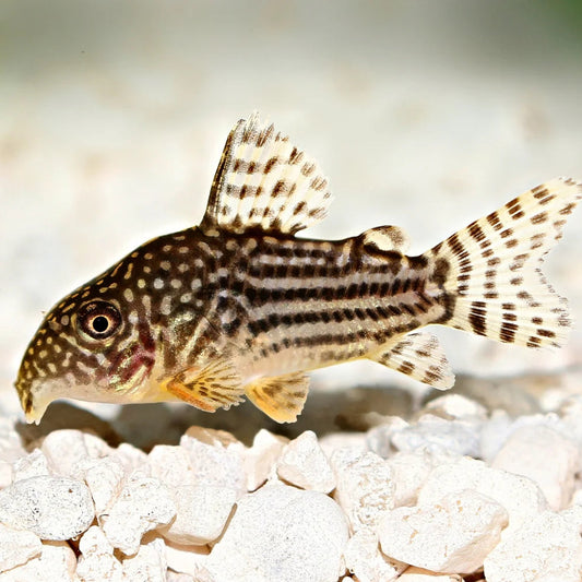 Sterbai Cory