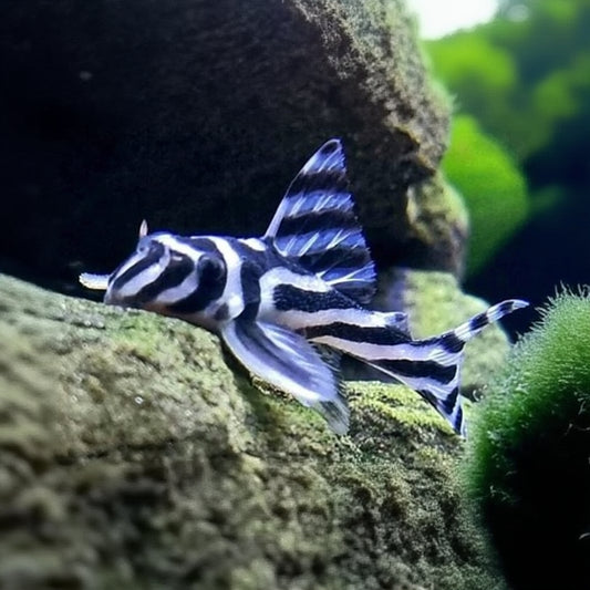L046 Zebra Pleco