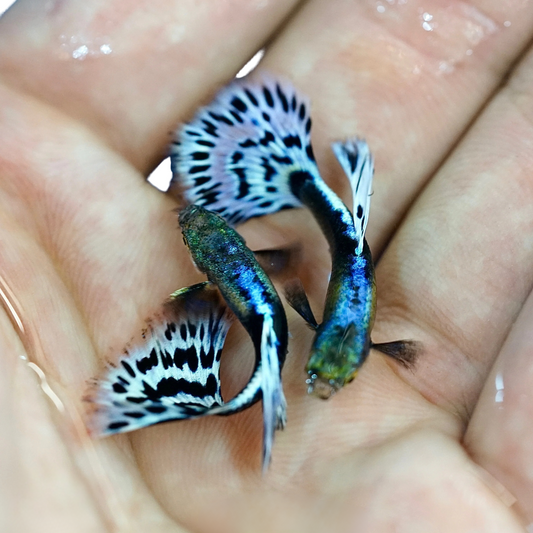 Purple Ivory Mosaic Guppy