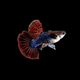 Red Dragon Guppy