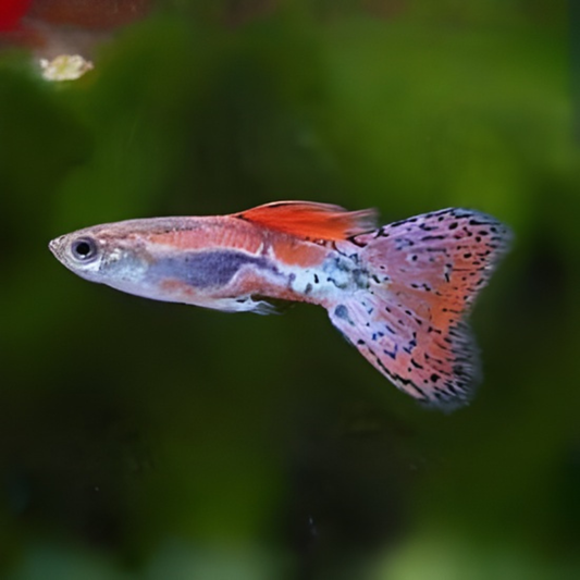 Red Grass Guppy