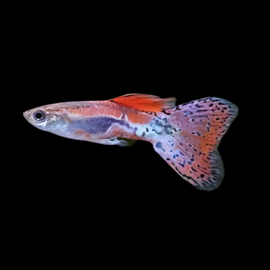 Red Grass Guppy