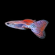 Red Grass Guppy