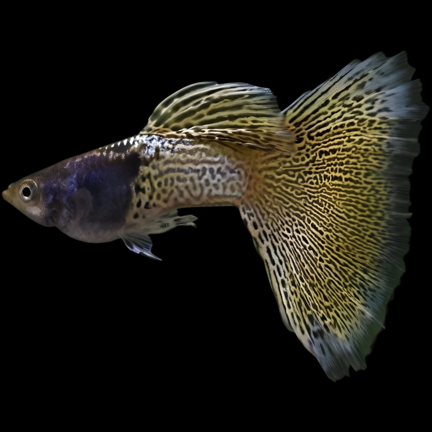 Yellow Grass Guppy