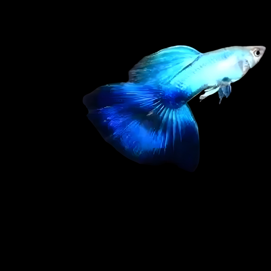 Japan Blue Guppy