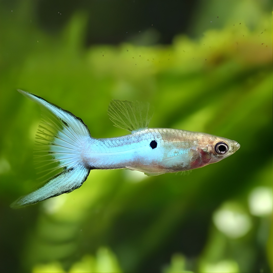 Japan Blue Double Sword