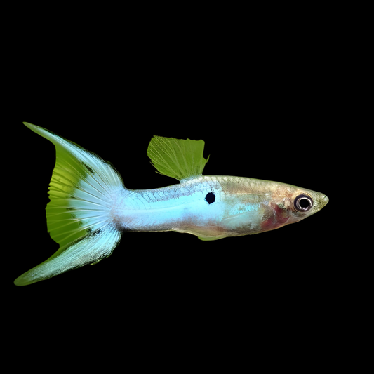 Japan Blue Double Sword