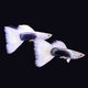 HB white guppy