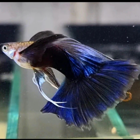 Half Black Blue Guppy