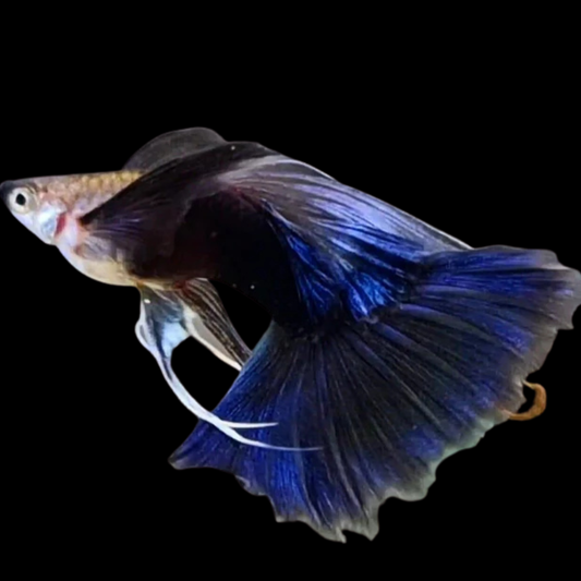 Half Black Blue Guppy