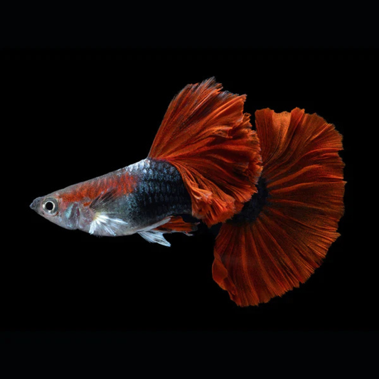 Half Black Red Guppy