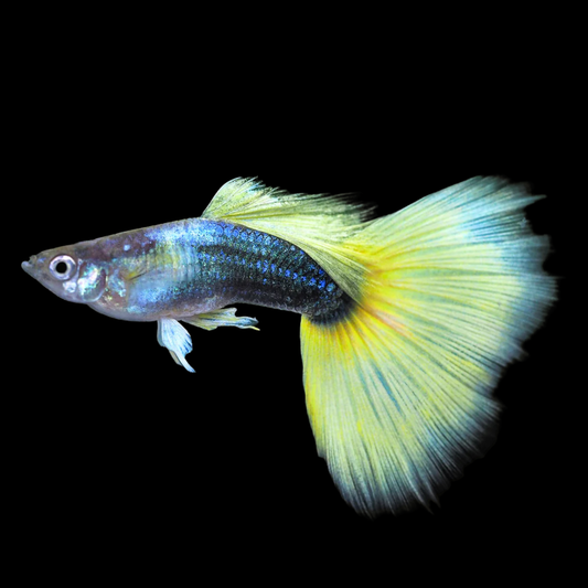 Half Black Yellow Guppy