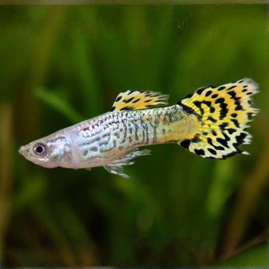 Cobra Green Guppy