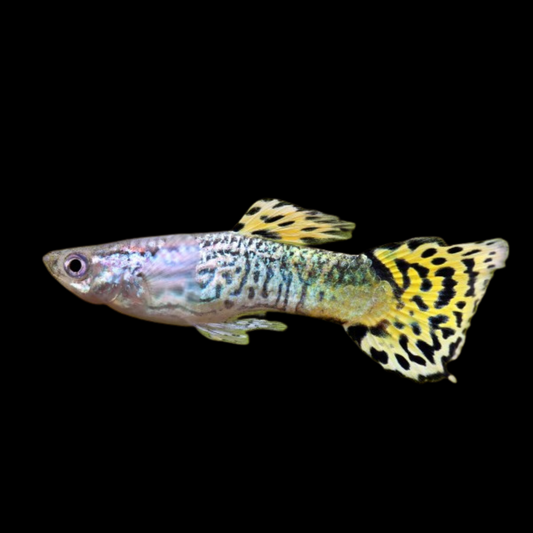 Cobra Green Guppy