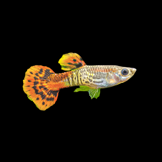 Cobra Red Guppy
