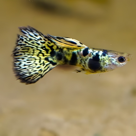 Tiger King Cobra Guppy