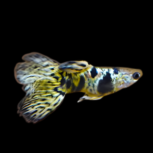 Tiger King Cobra Guppy