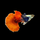 Dumbo Ear Red Tail Guppy
