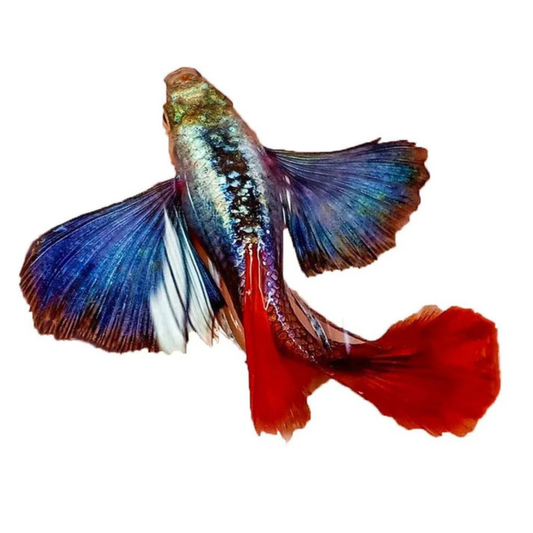 Dumbo Ear Red Tail Guppy