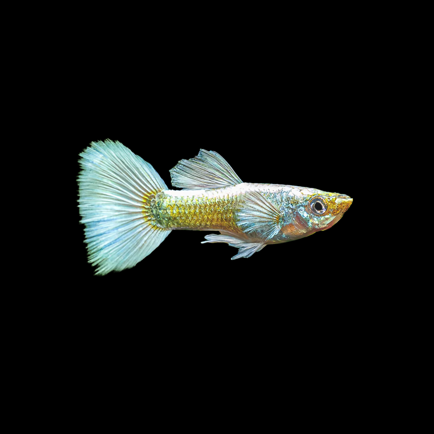 Dumbo White Ear White Tail Guppy
