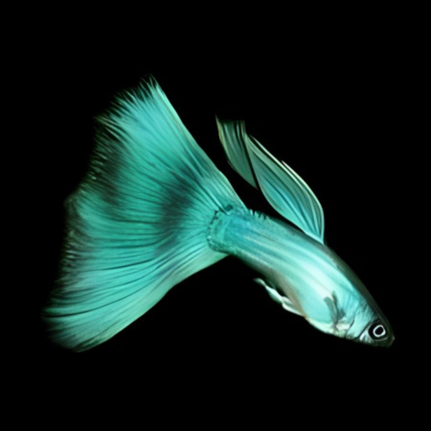 Moscow Green Guppy