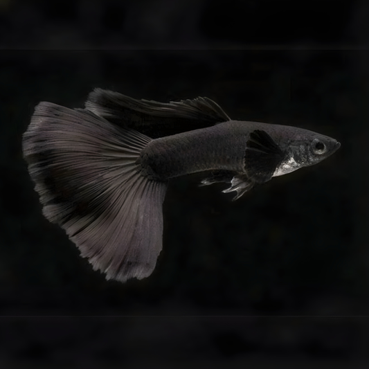 Black Moscow Guppy
