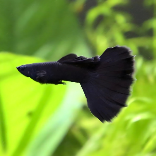 Black Moscow Guppy