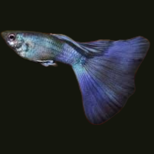 Purple Moscow Guppy