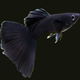 Full Black Guppy