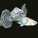 White Dragon Guppy