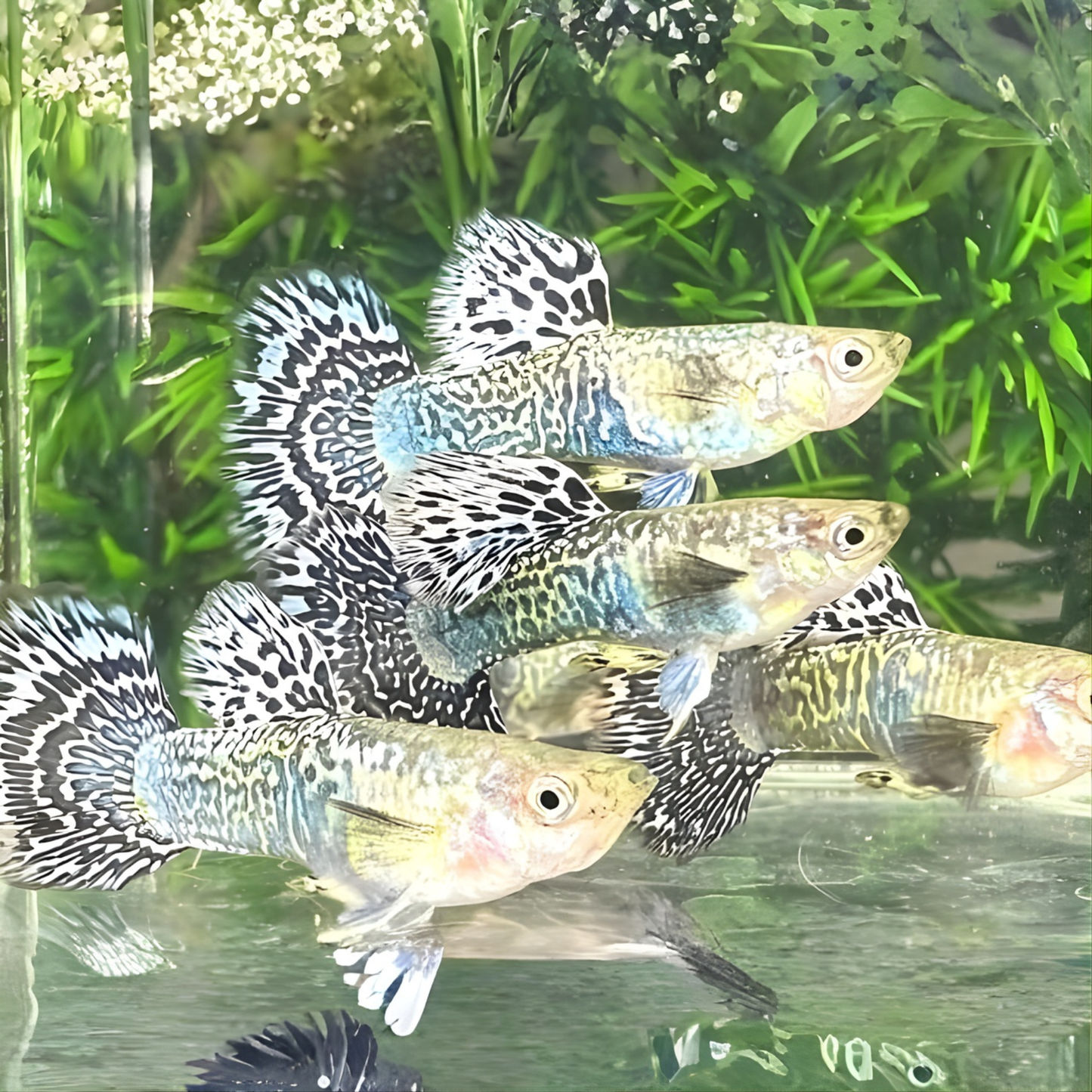 White Dragon Guppy