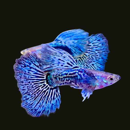Blue Dragon Guppy