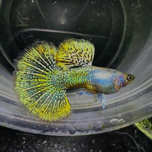Yellow Dragon Guppy