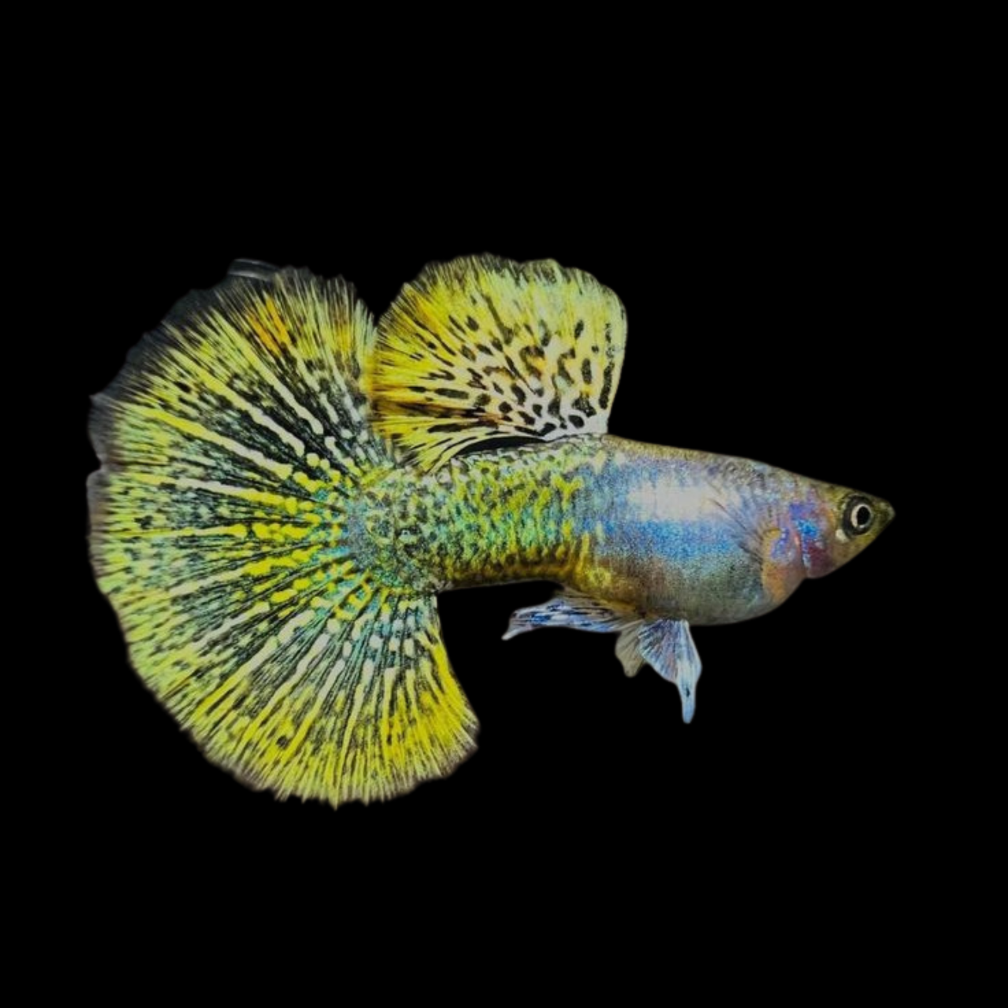 Yellow Dragon Guppy
