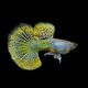Yellow Dragon Guppy