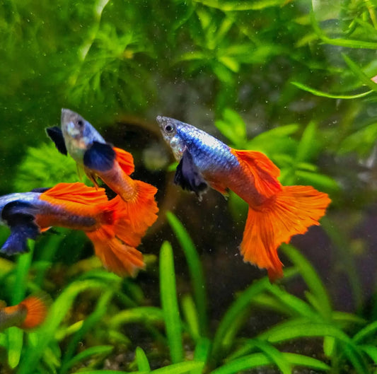 Platinum Red Guppy