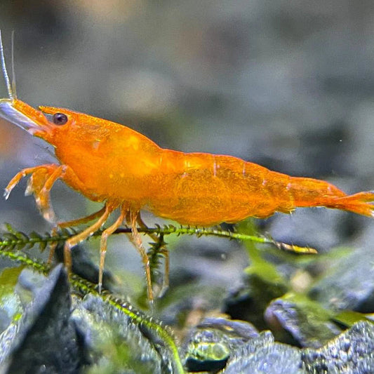 Orange Sakura Shrimp