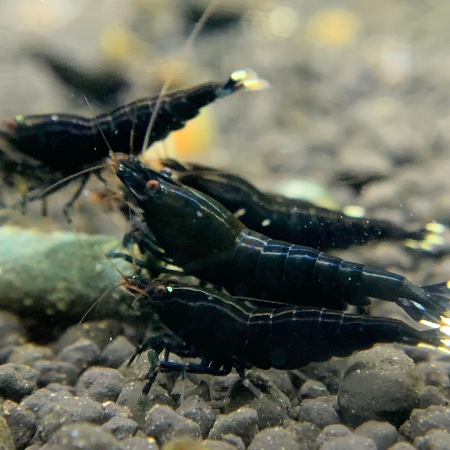 Extreme King Kong Shrimp