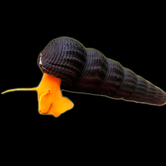 Yellow Rabbit Snail