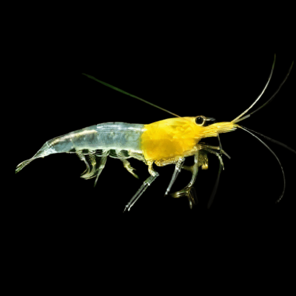Yellow Rili Shrimp