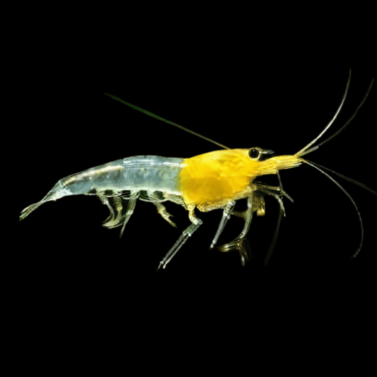 Yellow Rili Shrimp