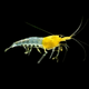 Yellow Rili Shrimp