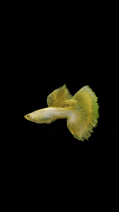 Yellow Lace Guppy