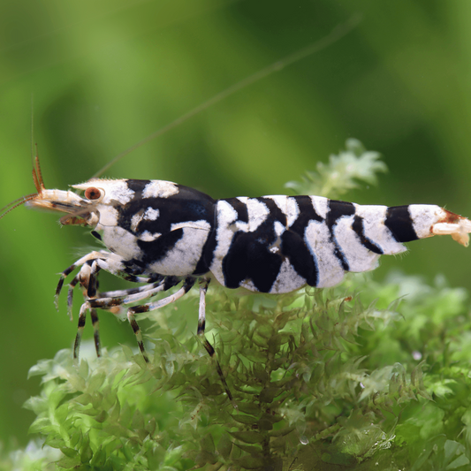 Black Fancy Tiger Shrimp