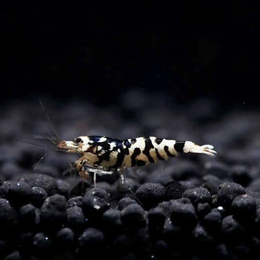 Black Fancy Tiger Shrimp