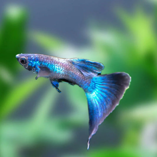 Moscow Blue Guppy
